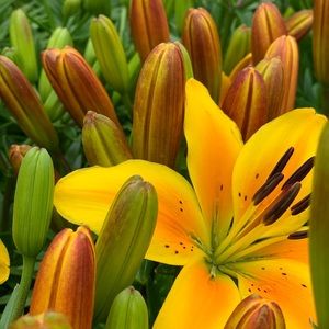 Meet your Posher, Belen